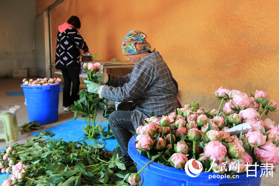 蘭州新區：芍藥花開綻放“花樣經濟”【4】