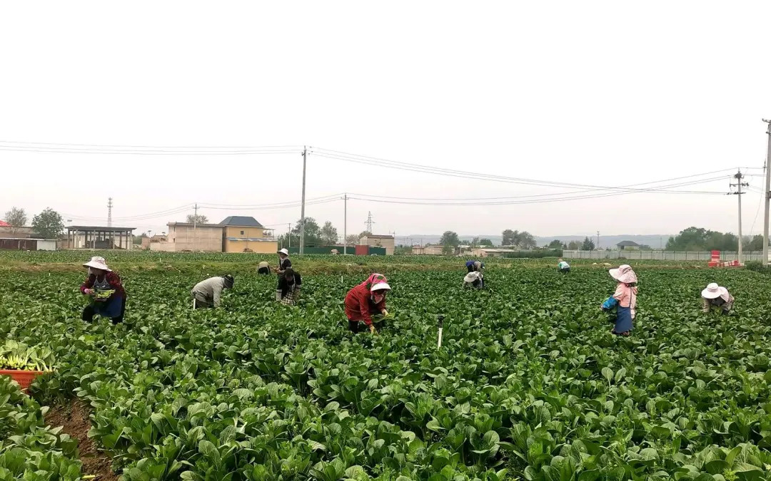 臨夏鑫河州塬農業綜合開發有限公司種植區內遲菜長勢喜人。臨夏縣委宣傳部供圖