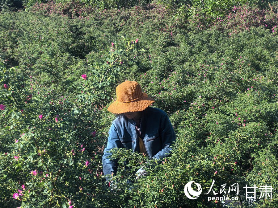 花農在花田里采摘。人民網 席娟娟攝