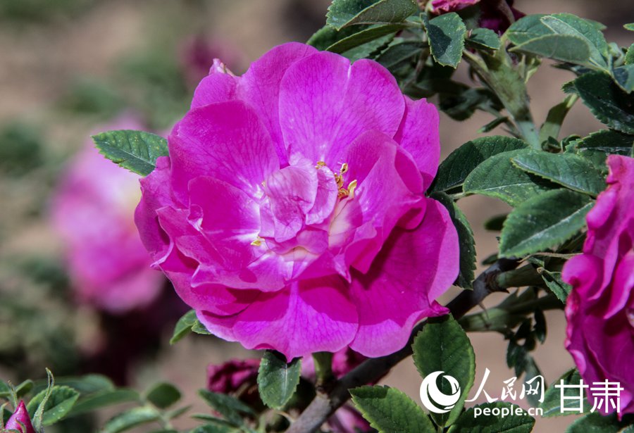 綻放的苦水玫瑰。人民網 席娟娟攝