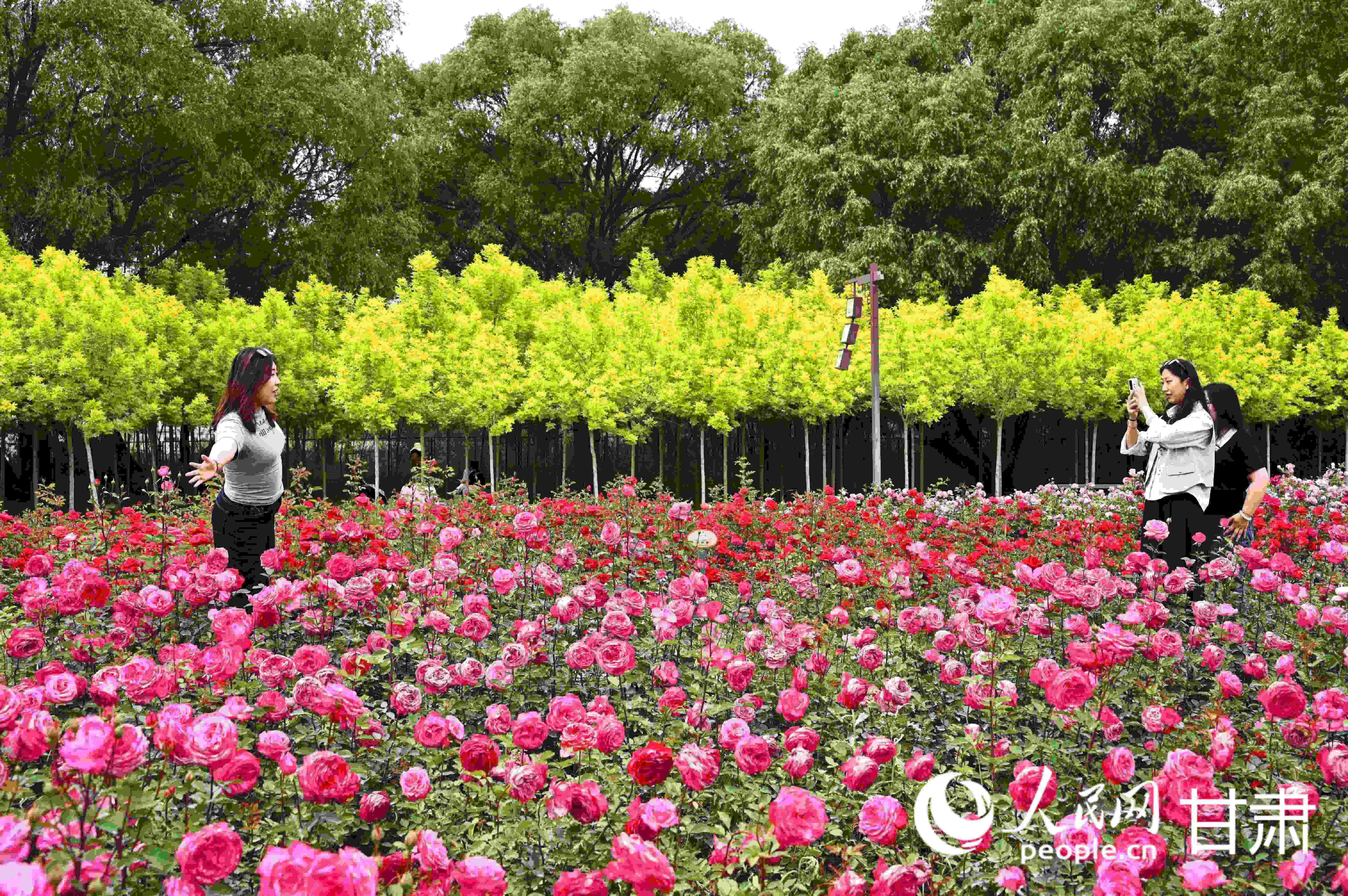 百畝花海驚艷盛放 去永靖赴一場夏日之約