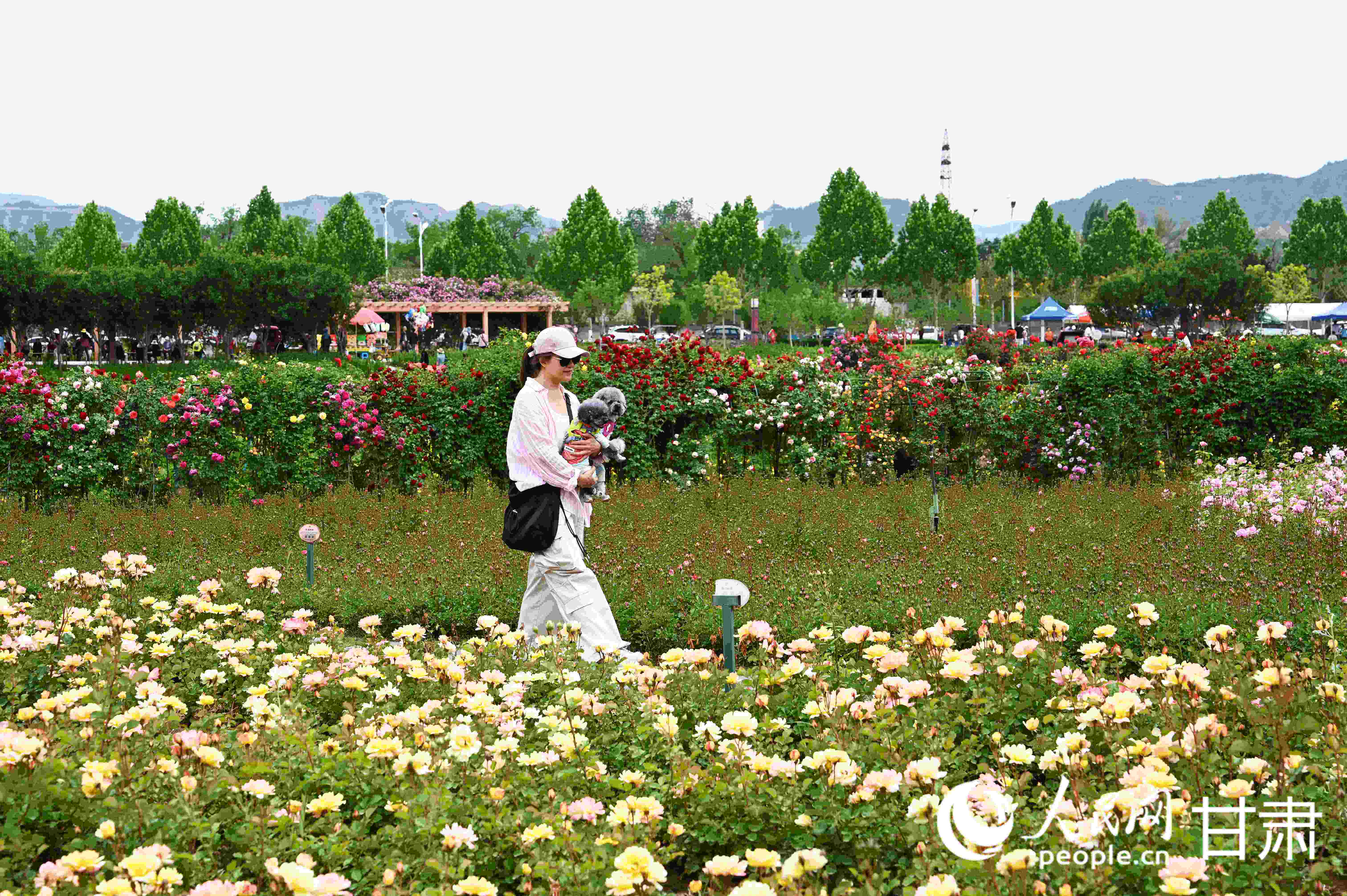 百畝花海驚艷盛放 去永靖赴一場夏日之約 【2】