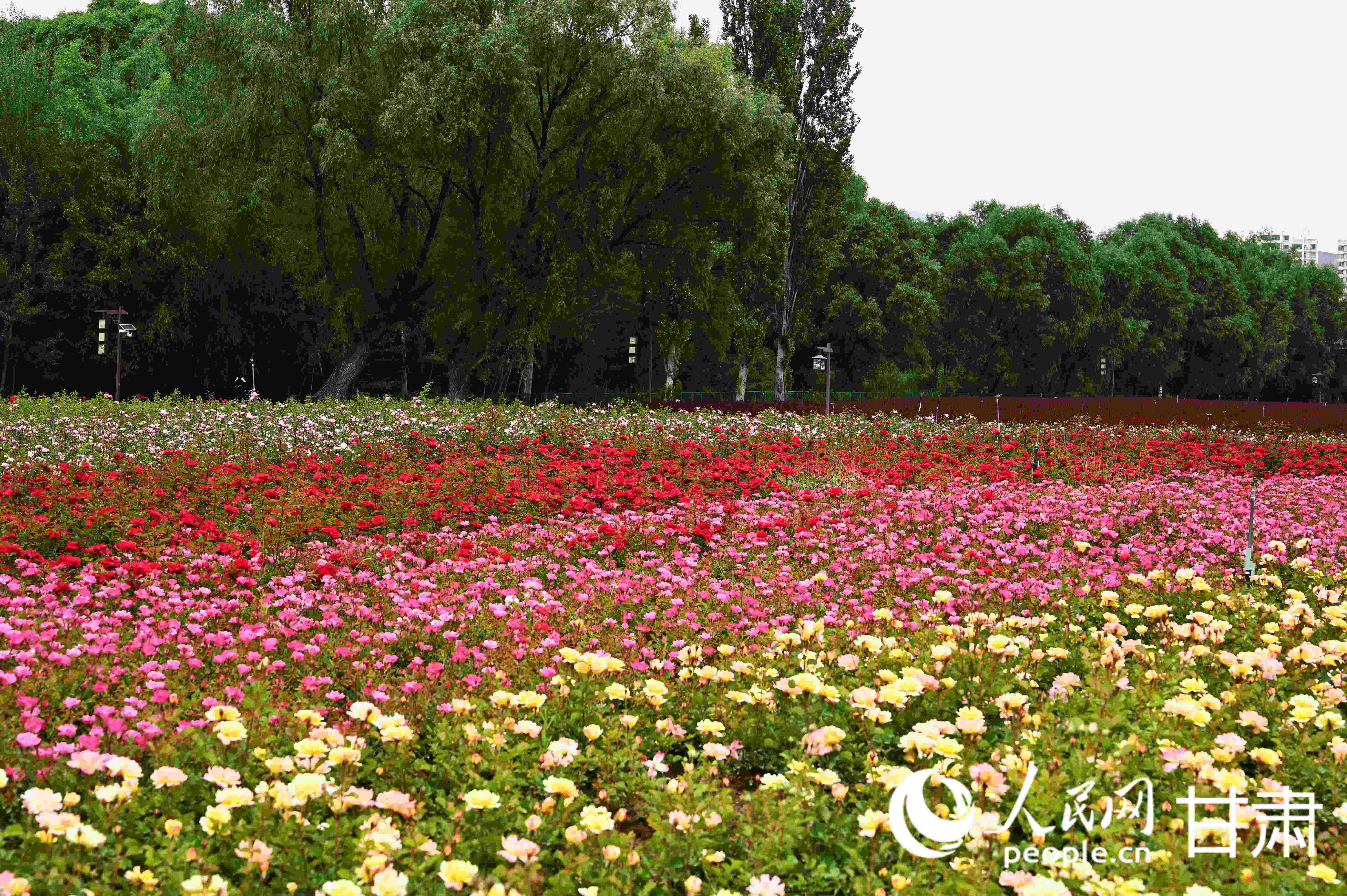 百畝花海驚艷盛放 去永靖赴一場夏日之約 【3】