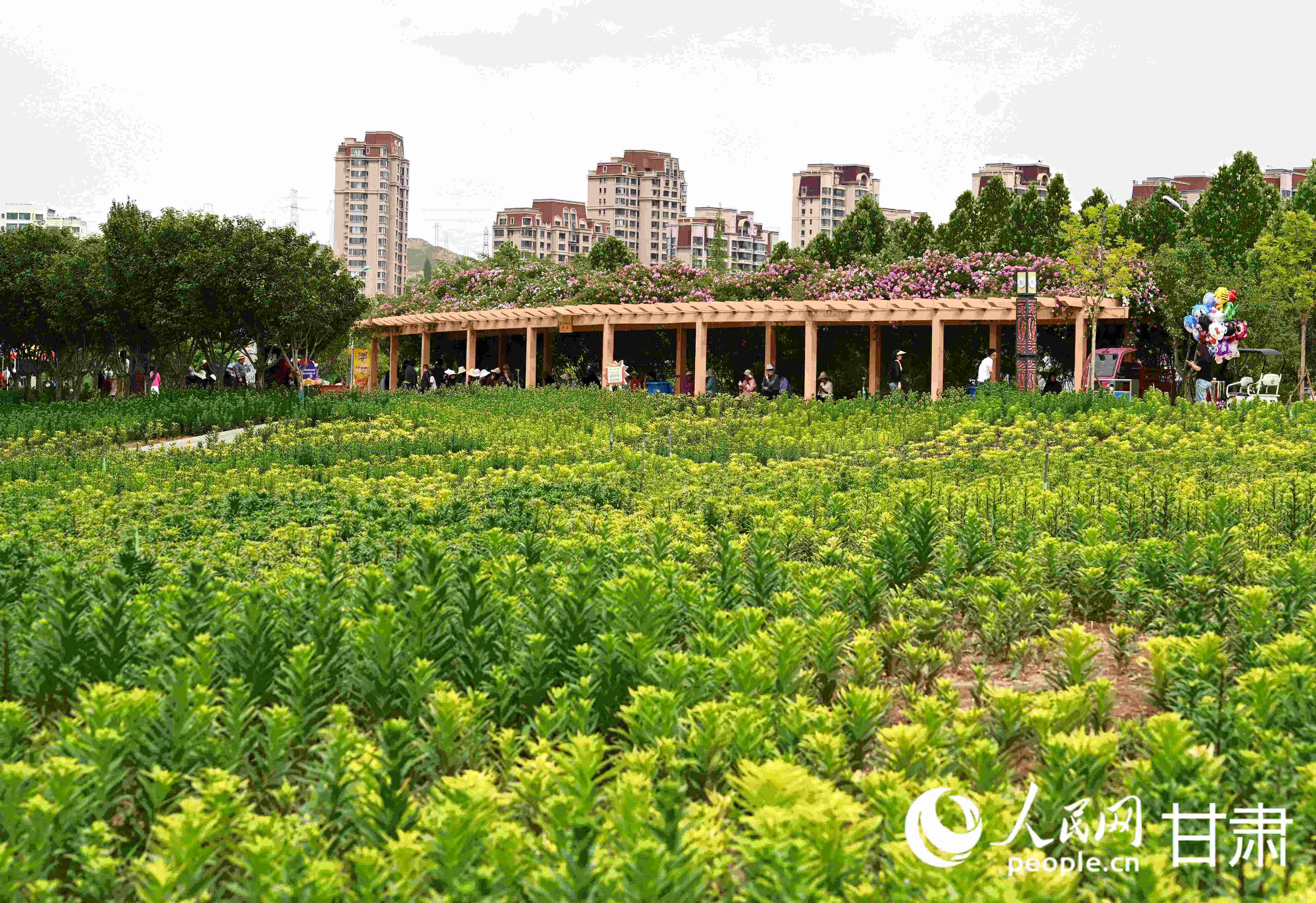 百畝花海驚艷盛放 去永靖赴一場夏日之約 【5】