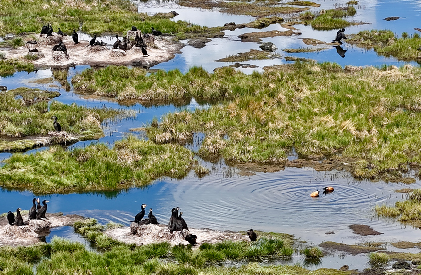 水鳥棲息的自然家園。栗佐平攝