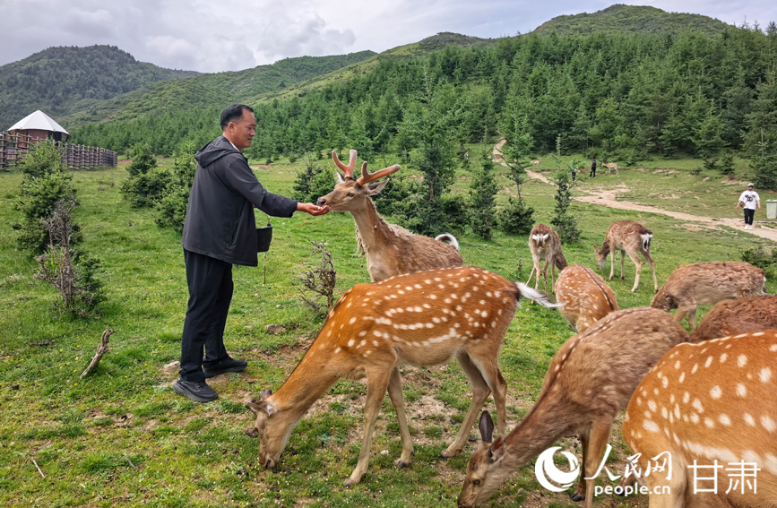 元古堆村梅花鹿養殖基地吸引游客觀賞游玩。人民網記者 高翔攝