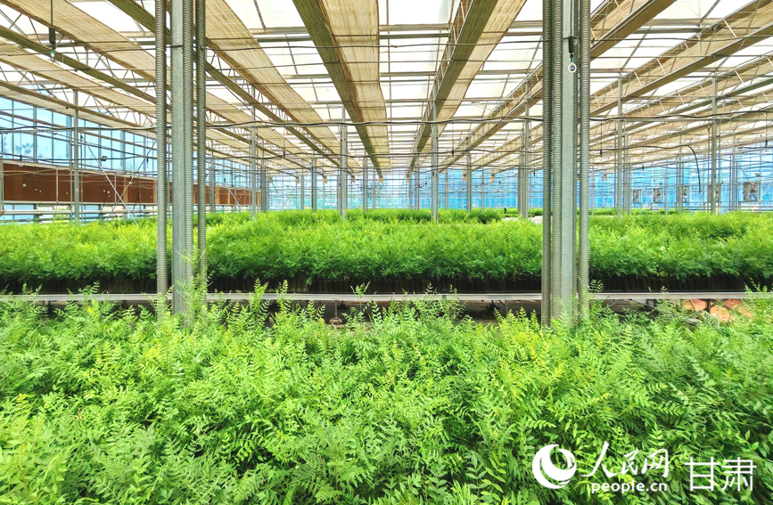 智能化溫室大棚內的文冠果幼苗生機盎然。人民網記者 高翔攝