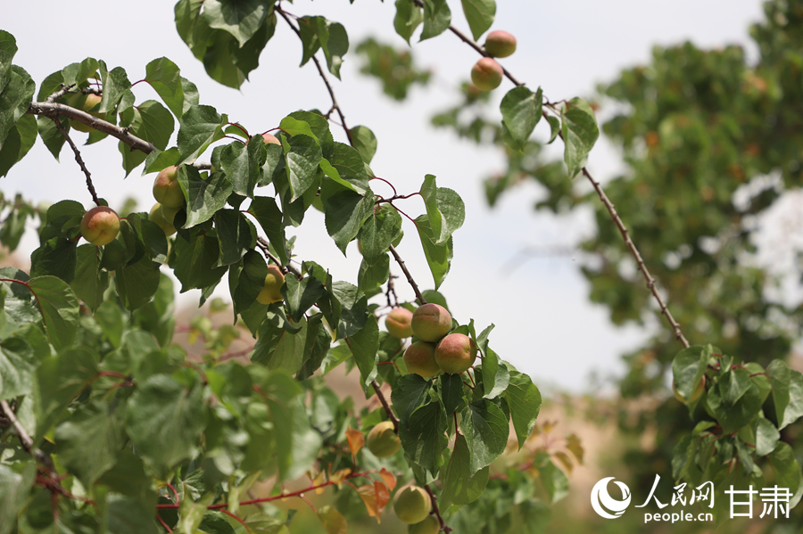蘭溝村百畝杏林的杏子即將成熟。人民網記者 焦隆攝