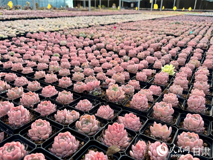 蘭州鑫源現代農業休閑觀光旅游景區多肉大棚。人民網記者 焦隆攝