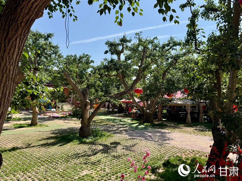 什川古梨園。人民網記者 焦隆攝