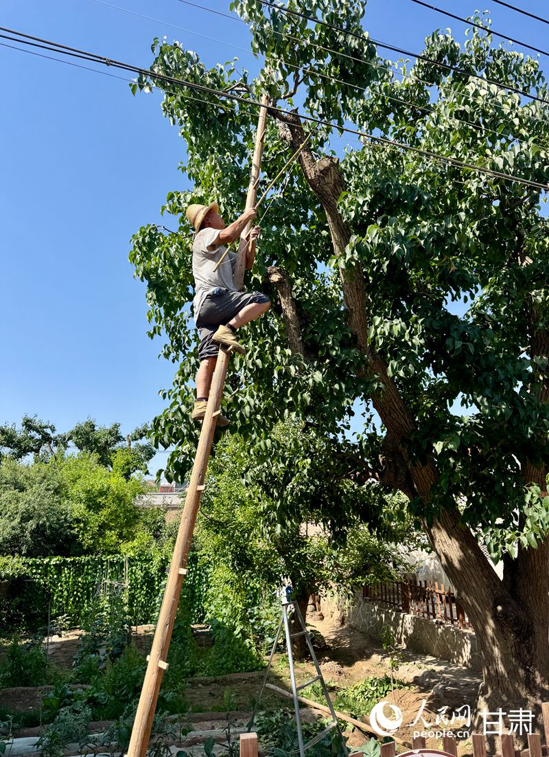 什川古梨園果農魏至玉正踩著蜈蚣梯修剪自家的百年梨樹。人民網記者 焦隆攝
