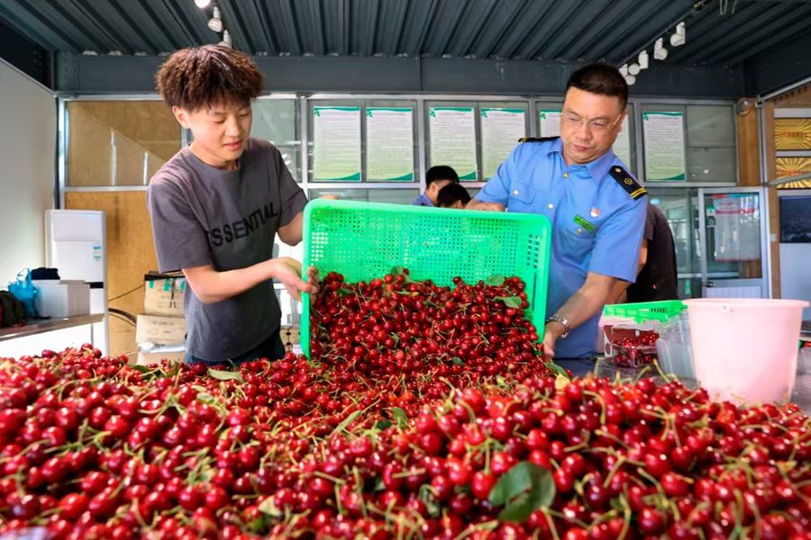 車站工作人員為櫻桃運輸保駕護航。蘭州鐵路局供圖