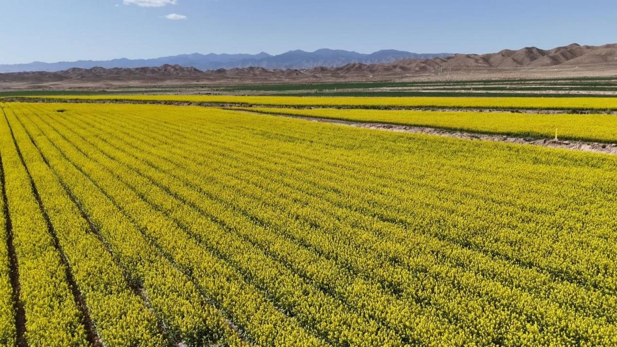 制種菜心種植基地迎來盛花期。魯娜琳攝