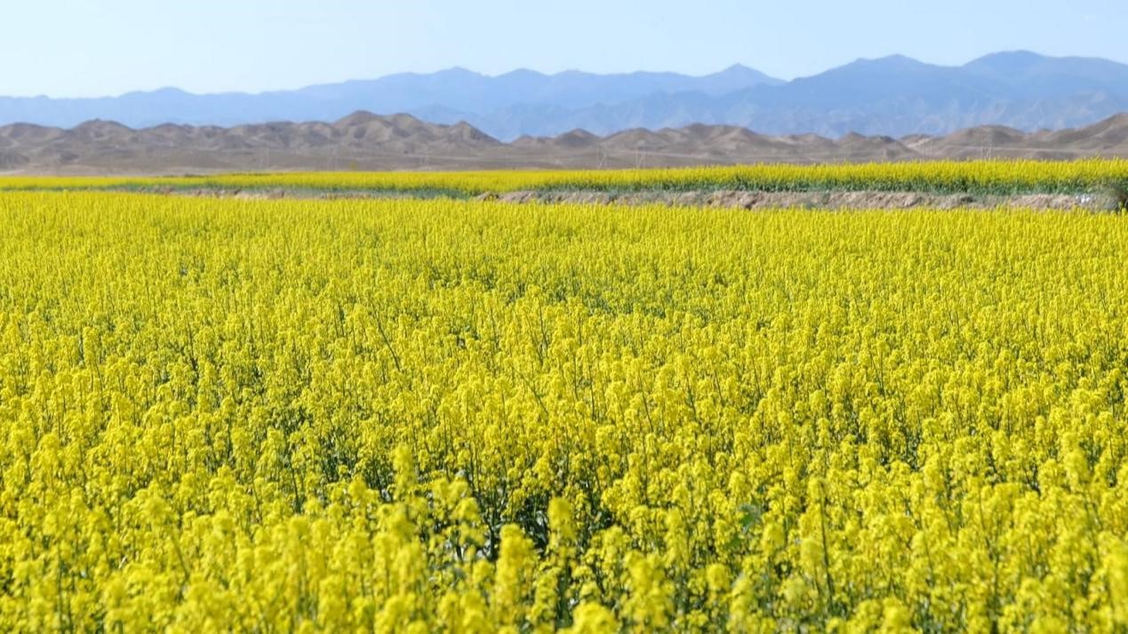 制種菜心種植基地迎來盛花期。馮金龍攝