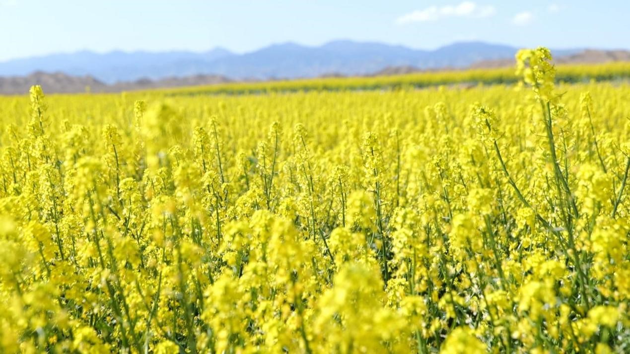 制種菜心種植基地迎來盛花期。魯娜琳攝