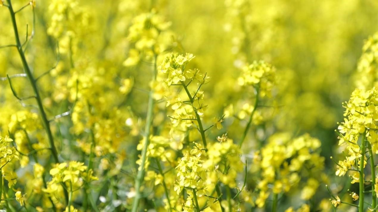 制種菜心種植基地迎來盛花期。馮金龍攝