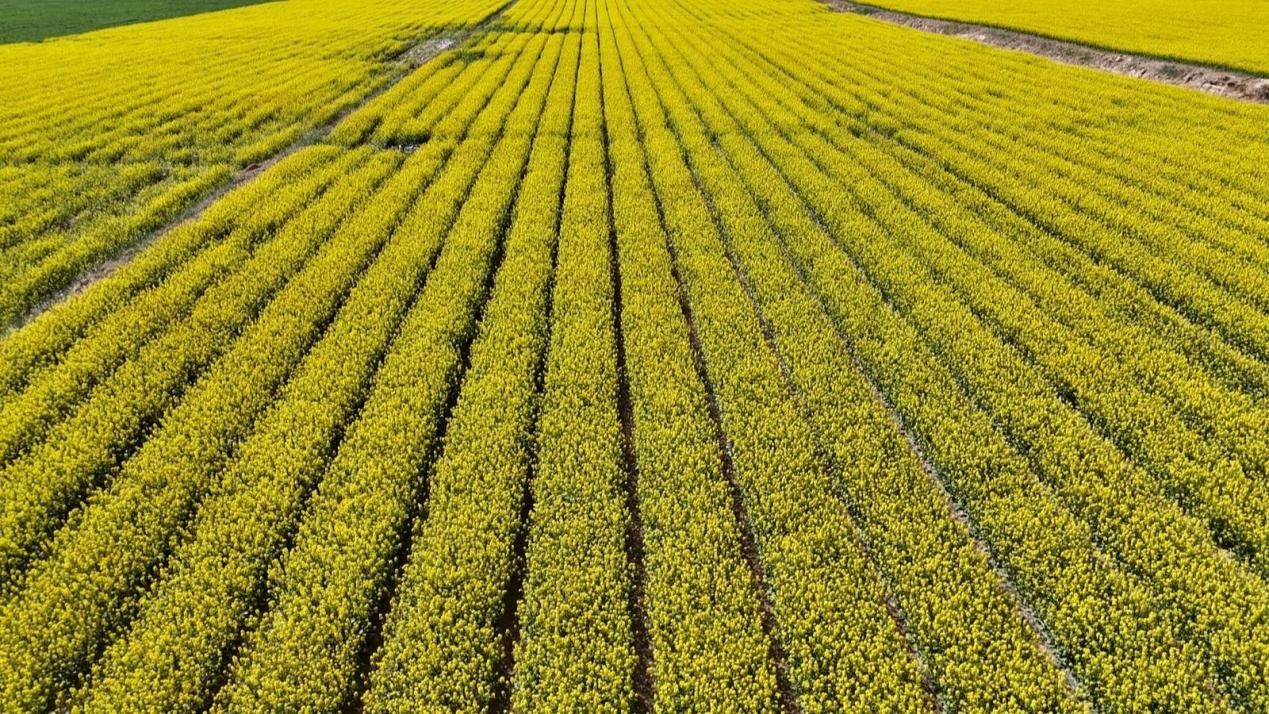 制種菜心種植基地迎來盛花期。魯娜琳攝