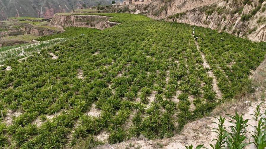 金銀花田里綠意盎然。馬進海攝