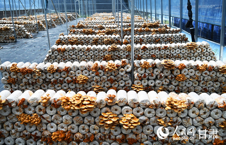 甘肅卓尼：小菌菇大產業 奔向好“錢景”【4】
