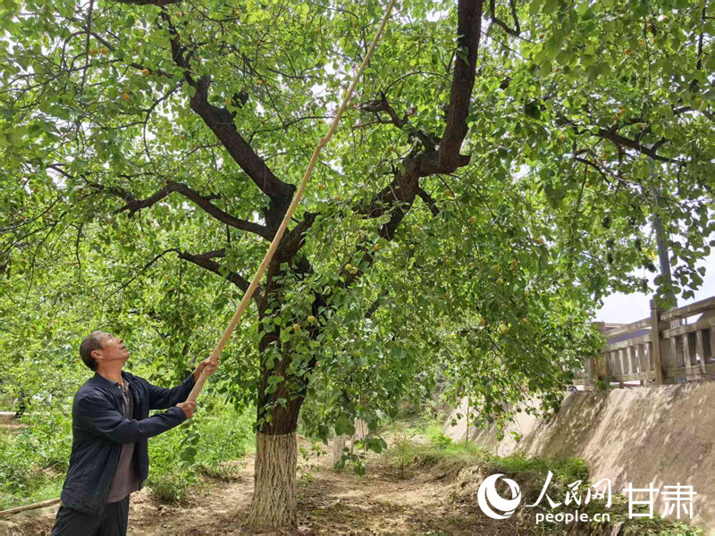 唐汪杏子迎來成熟采摘季。人民網記者 高翔攝
