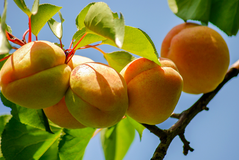唐汪杏子迎來成熟采摘季。馬俊攝