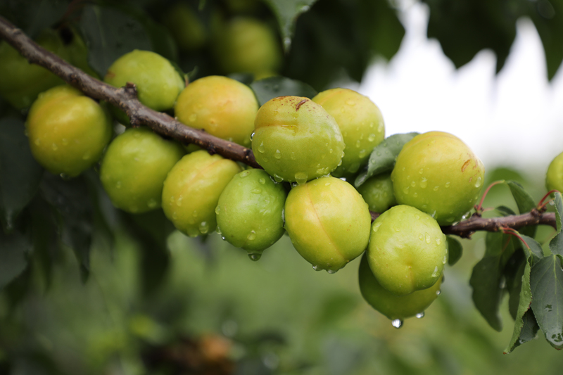 唐汪杏子迎來成熟采摘季。馬俊攝