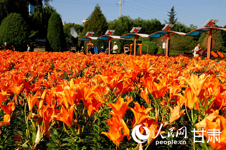 甘肅蘭州：百合花海扮靚黃河之濱