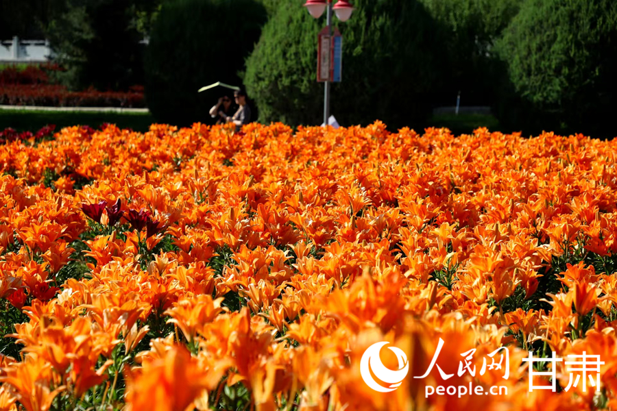 甘肅蘭州：百合花海扮靚黃河之濱【3】