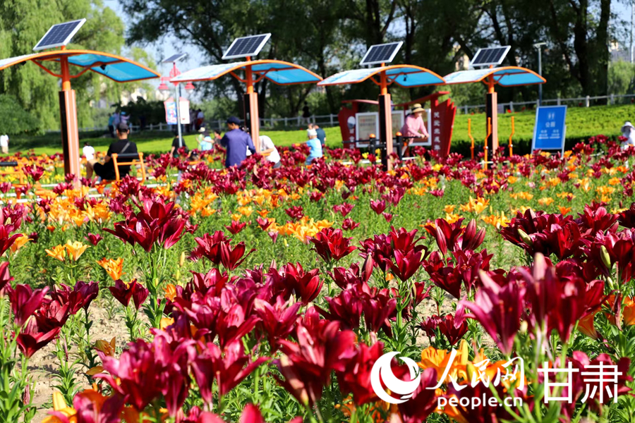 甘肅蘭州：百合花海扮靚黃河之濱【4】