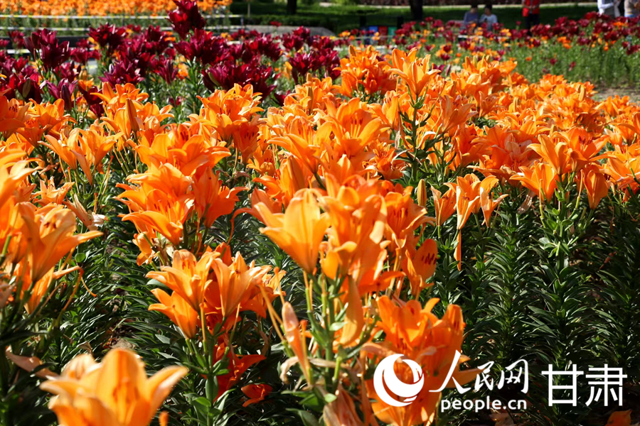 甘肅蘭州：百合花海扮靚黃河之濱【5】