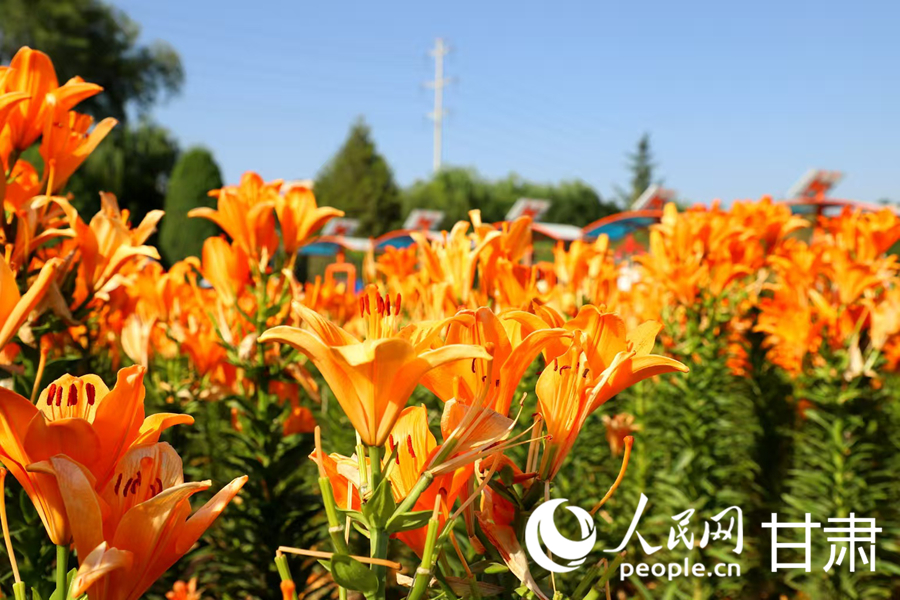 甘肅蘭州：百合花海扮靚黃河之濱【8】