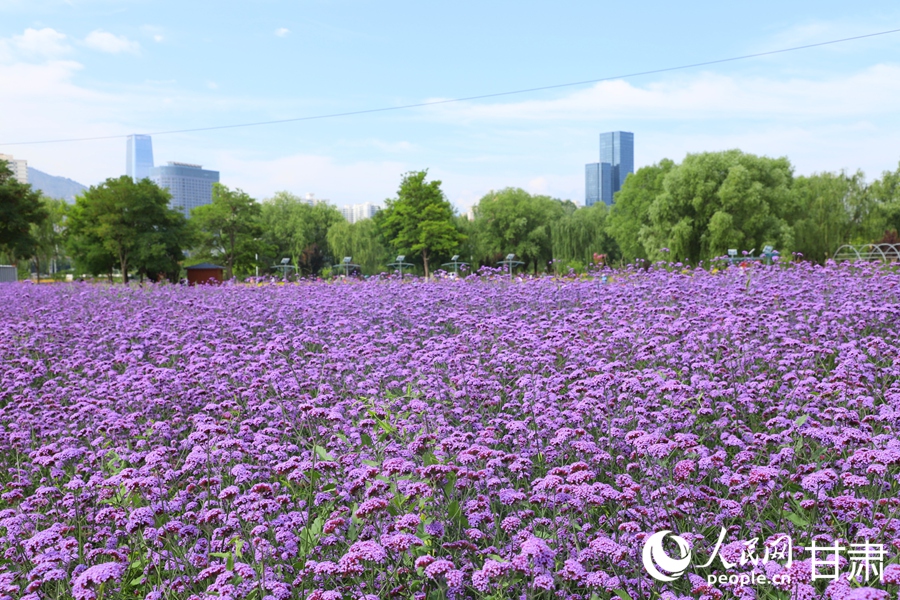 甘肅蘭州：黃河邊邂逅“紫色浪漫”【2】