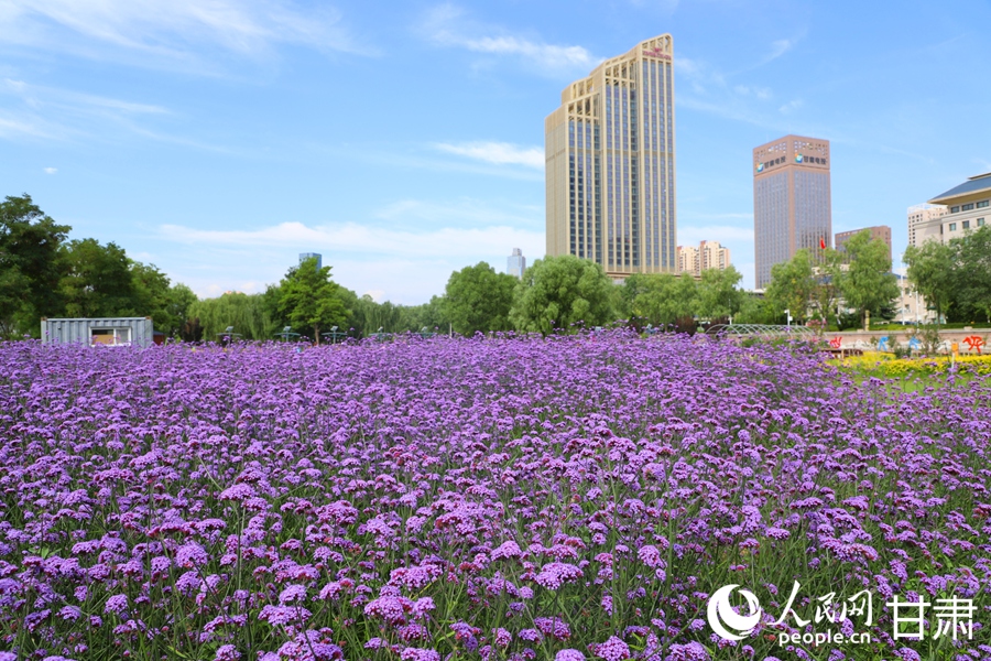 甘肅蘭州：黃河邊邂逅“紫色浪漫”【3】