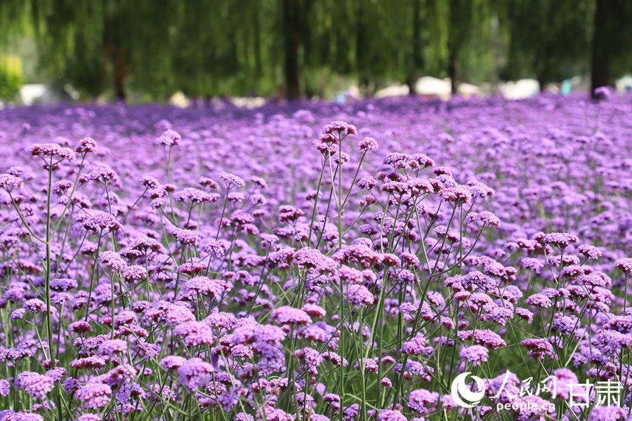 甘肅蘭州：黃河邊邂逅“紫色浪漫”【4】