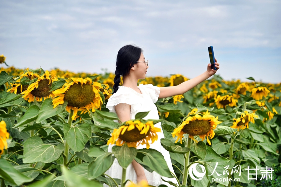 蘭州新區：千畝向日葵綻放美如畫