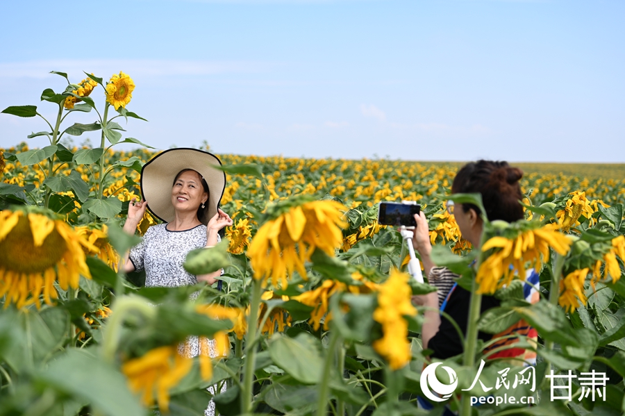 蘭州新區：千畝向日葵綻放美如畫【2】