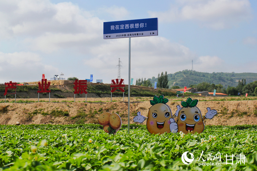 甘肅定西：馬鈴薯開出“致富花”