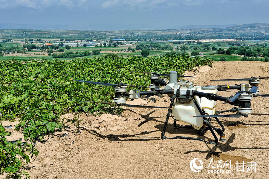 甘肅定西:馬鈴薯開出“致富花”【7】