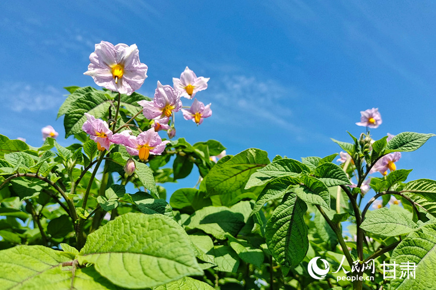 甘肅定西:馬鈴薯開出“致富花”【8】