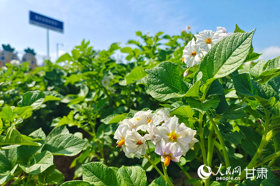 甘肅定西:馬鈴薯開出“致富花”【9】
