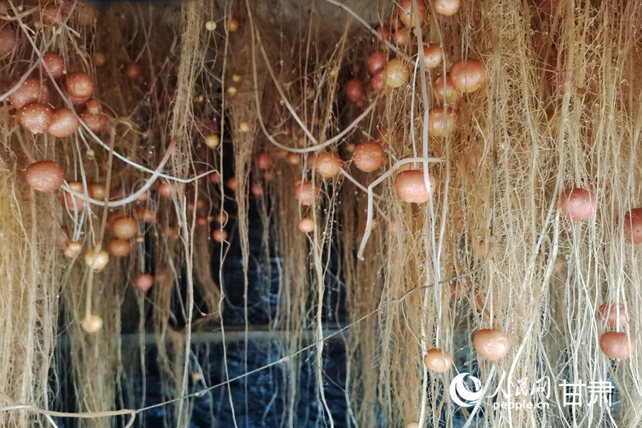 霧培培育的馬鈴薯原原種。人民網記者 米媛攝