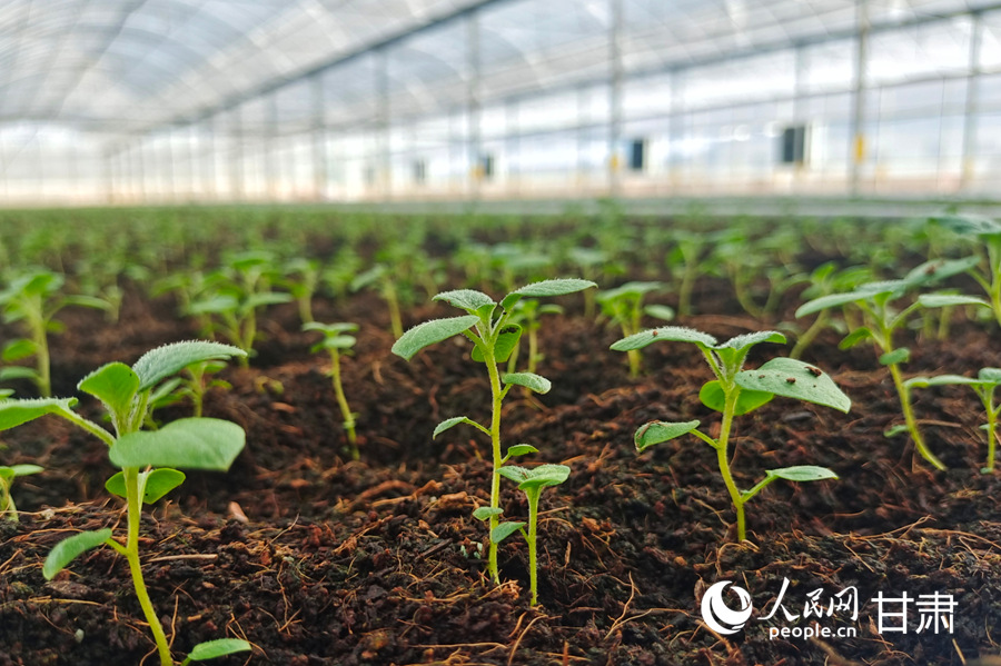 椰糠基質栽培的馬鈴薯苗。人民網記者 米媛攝