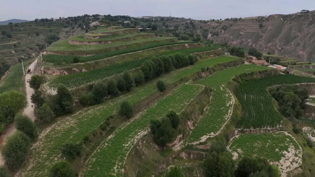 黃芪種植地。馬進海攝