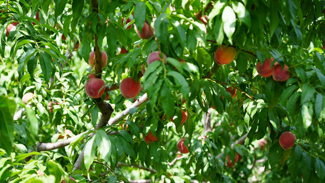蜜桃掛滿枝頭。永靖縣委宣傳部供圖