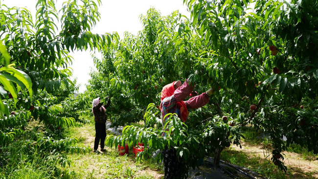 采摘蜜桃。永靖縣委宣傳部供圖