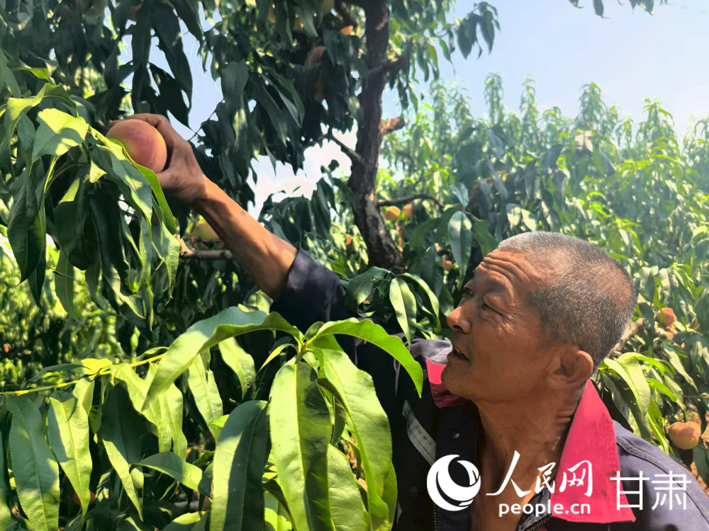 甘肅蘭州:白鳳桃甜蜜登場 嘗鮮正當時【2】