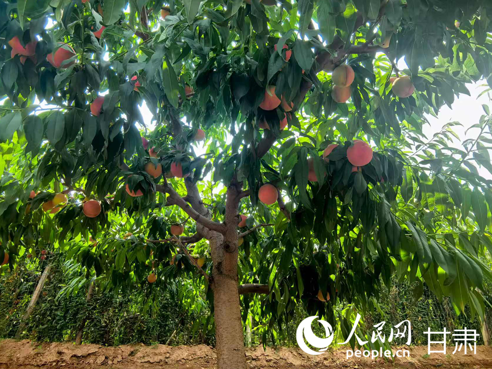 甘肅蘭州:白鳳桃甜蜜登場 嘗鮮正當時【4】