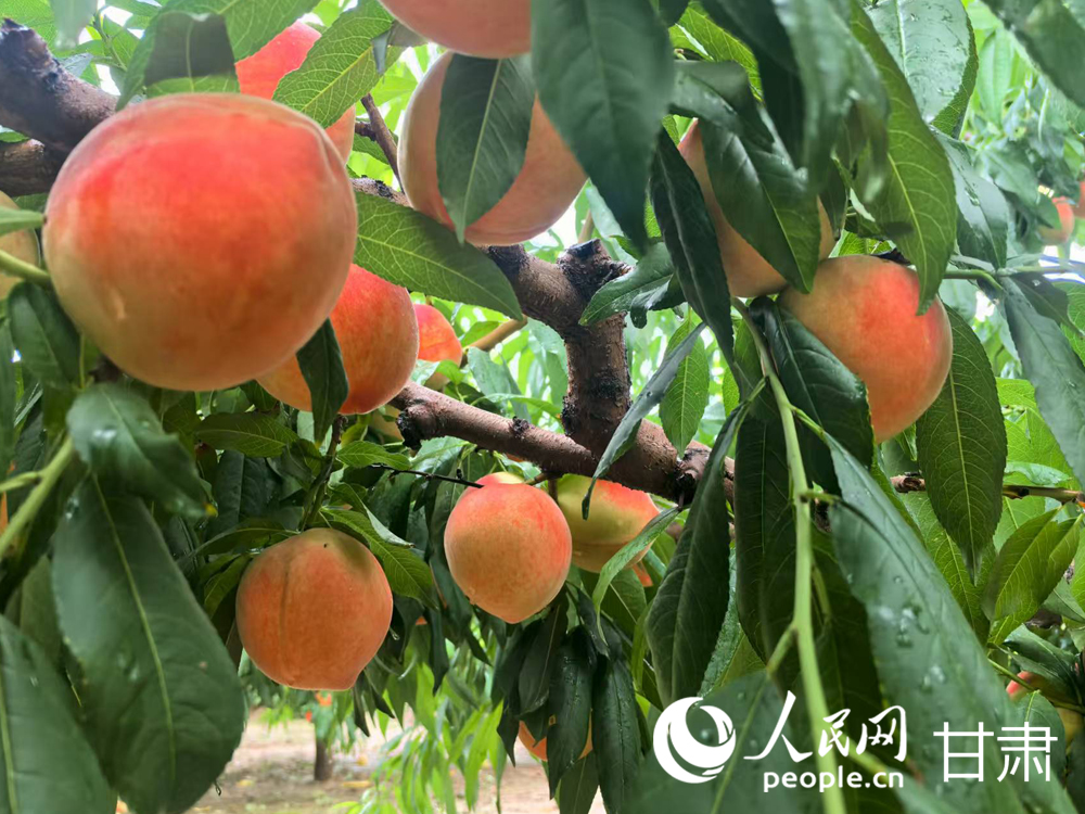 甘肅蘭州:白鳳桃甜蜜登場 嘗鮮正當時【5】