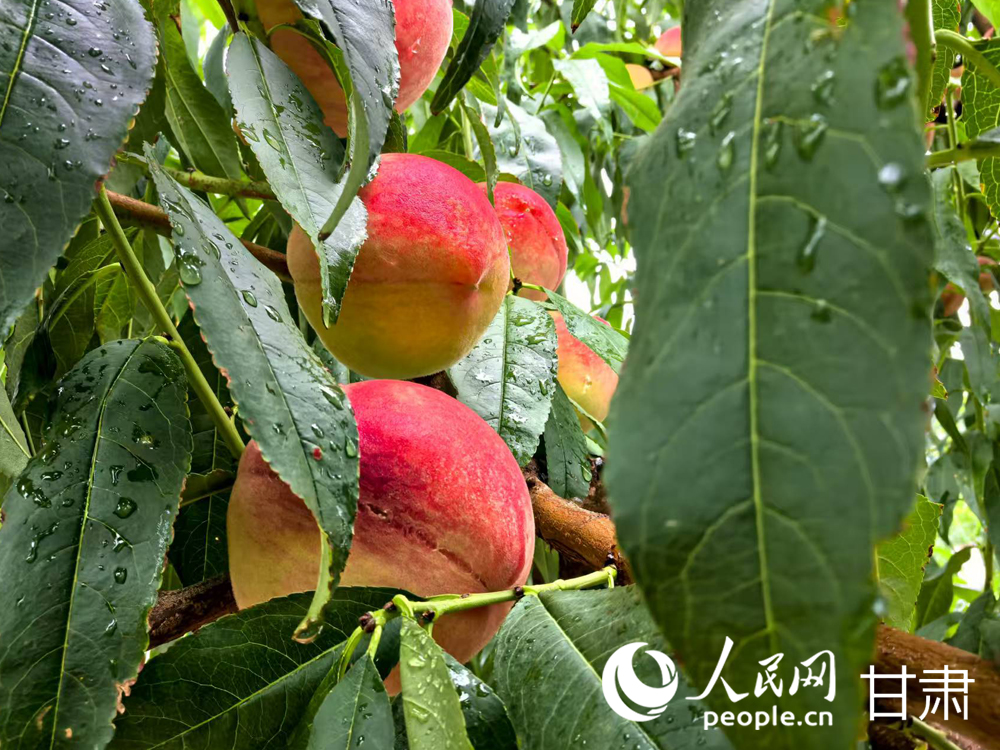 甘肅蘭州:白鳳桃甜蜜登場 嘗鮮正當時【6】