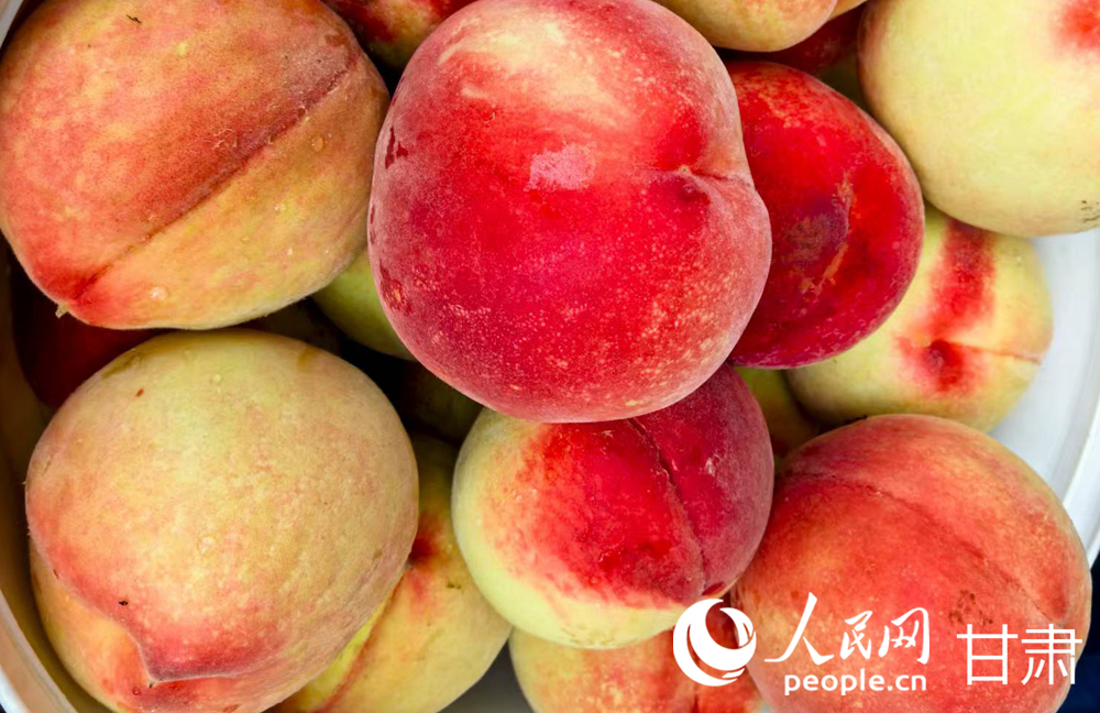 甘肅蘭州:白鳳桃甜蜜登場 嘗鮮正當時【7】